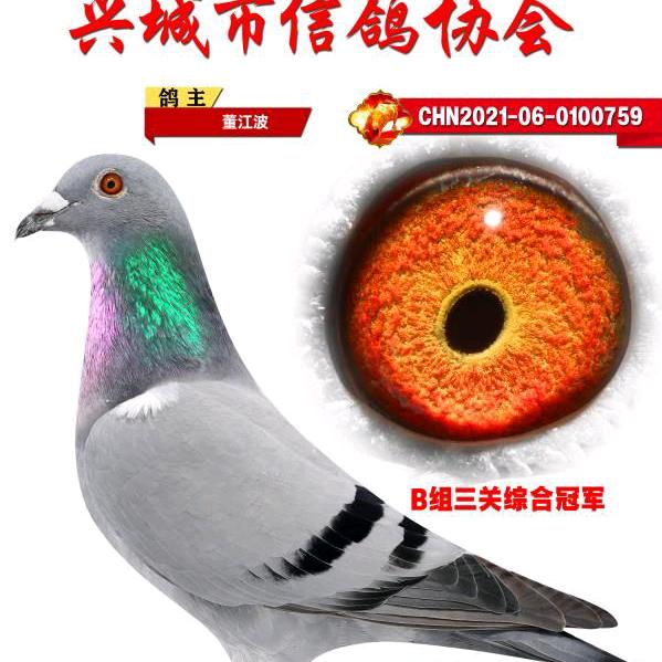 兴城市董江波鸽业社