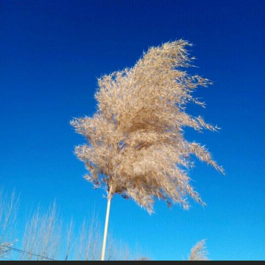 叶子楠楠
