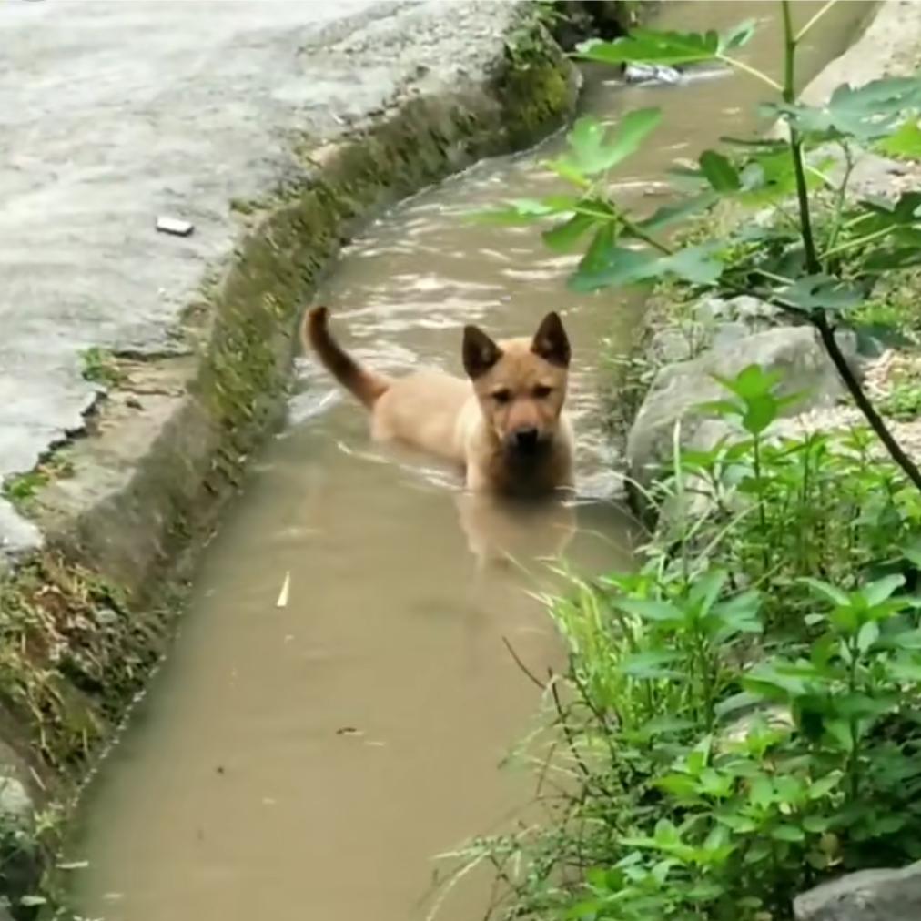 两小只～热🐶