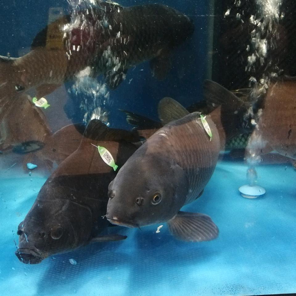 姚立