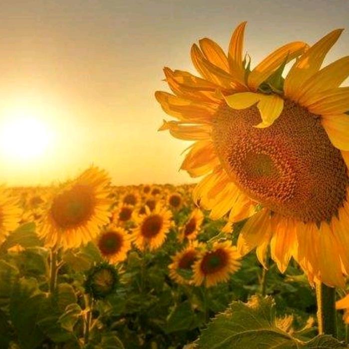 向日葵🌻🌻🌻