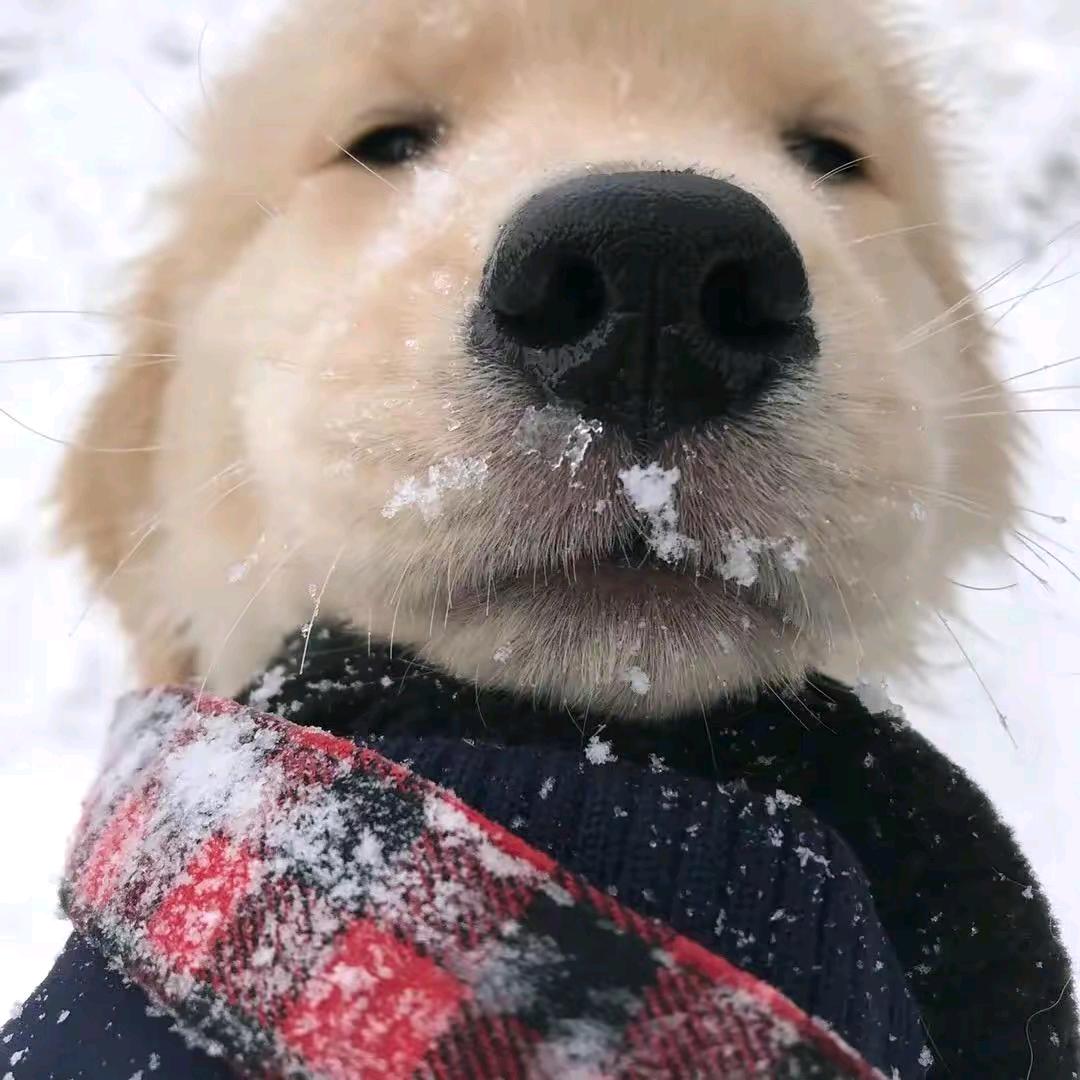 饶阳县蒙味烧烤