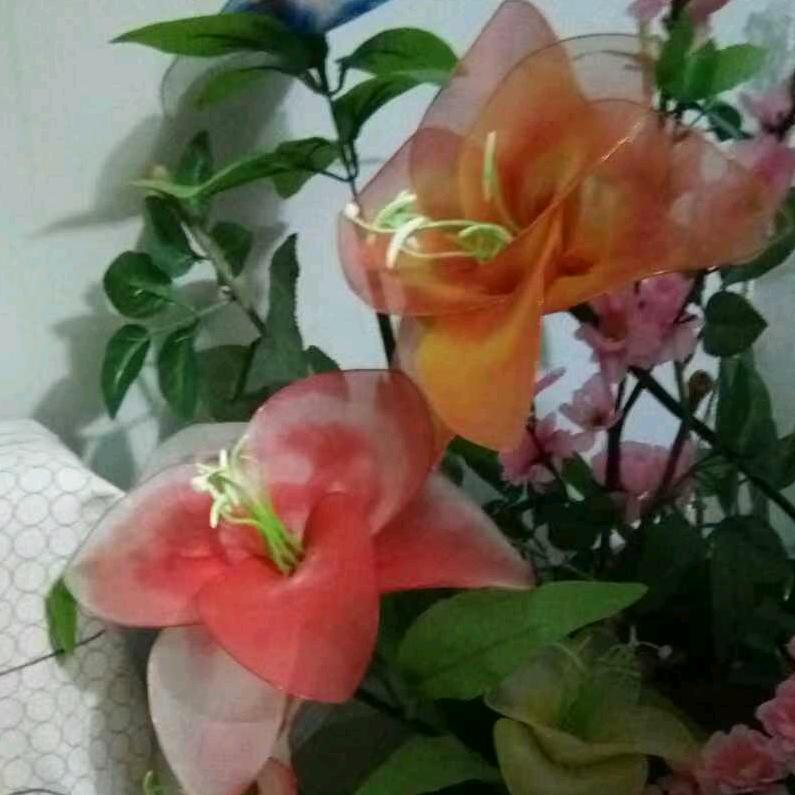 胡姨妈