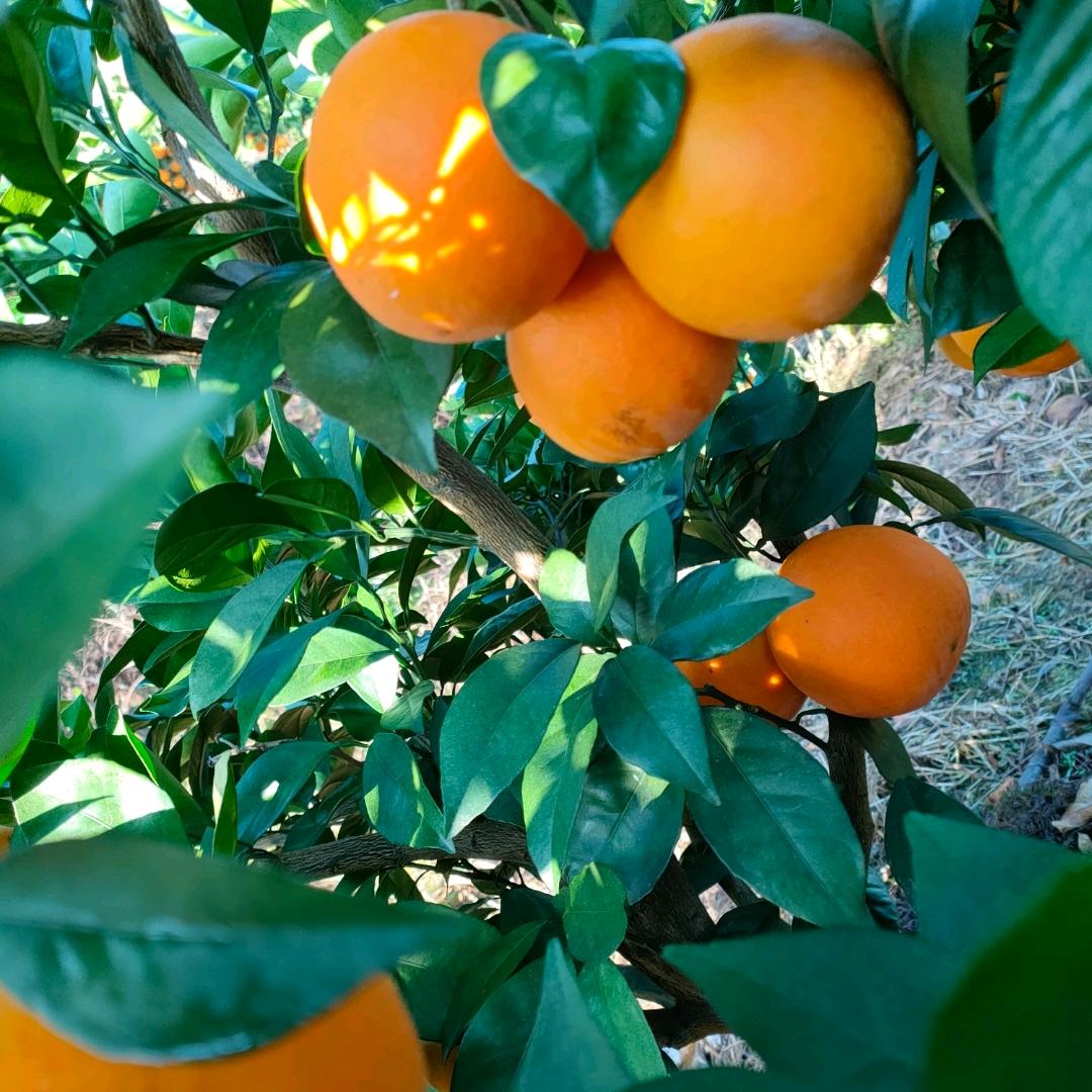 王青禄，安西脐橙基地