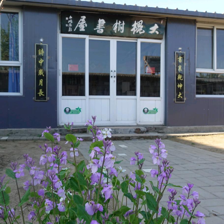 大槐树村姑