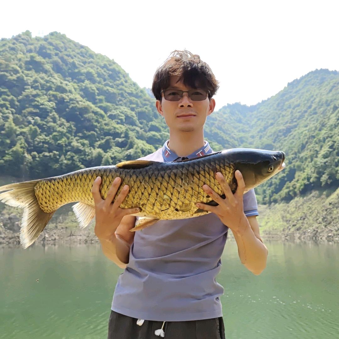 鲫鲤杀手