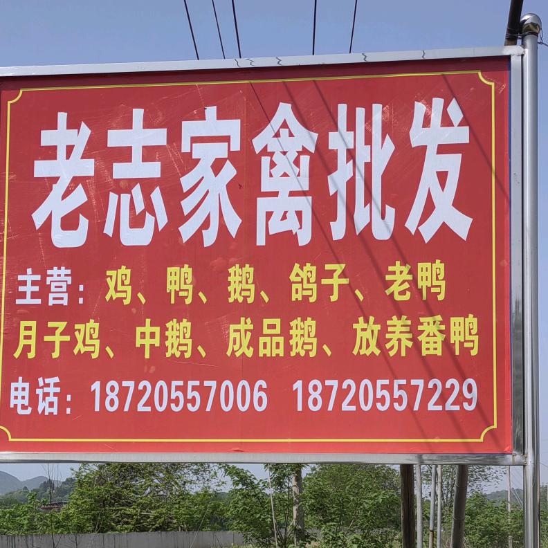 洋口新大桥第三家禽批发