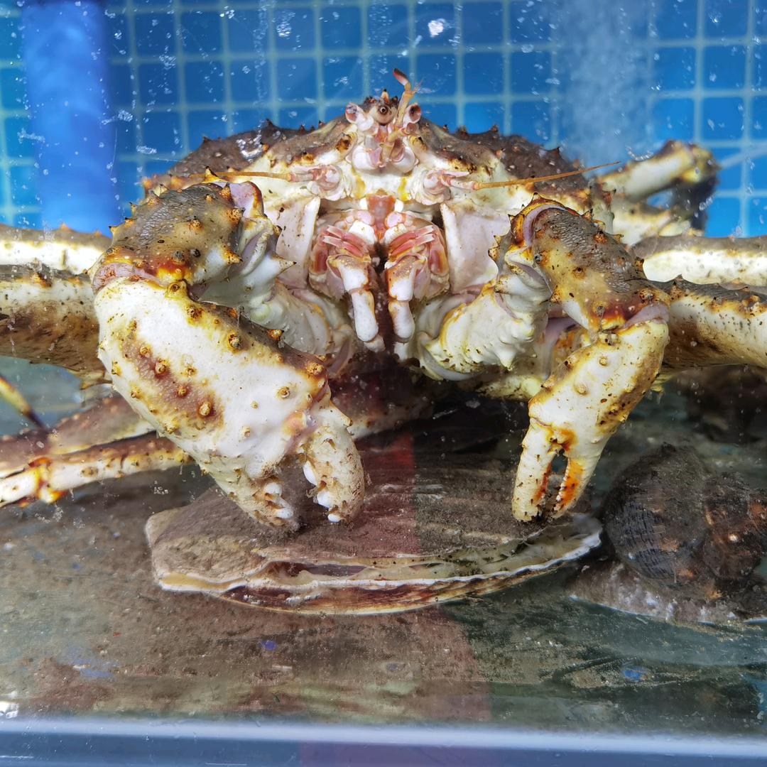 🌈华鑫海鲜记录生活