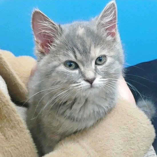 虎喵和她的朋友们