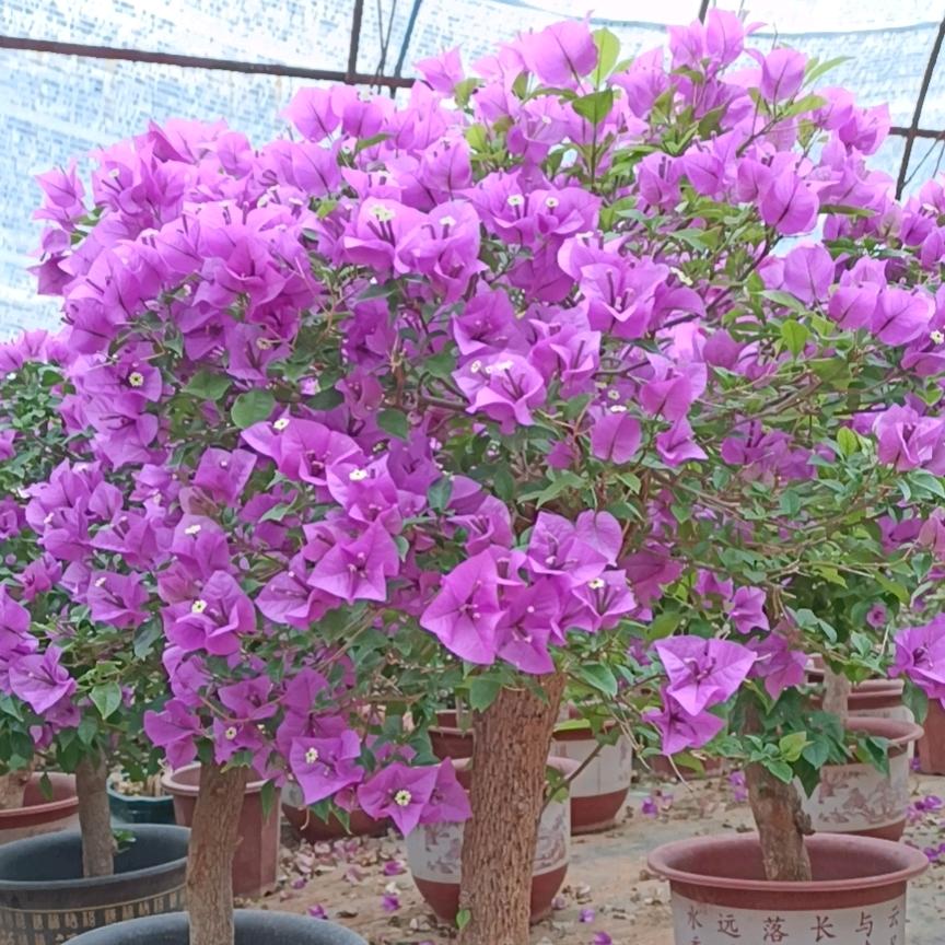 嘉峪关杜家花卉园艺场