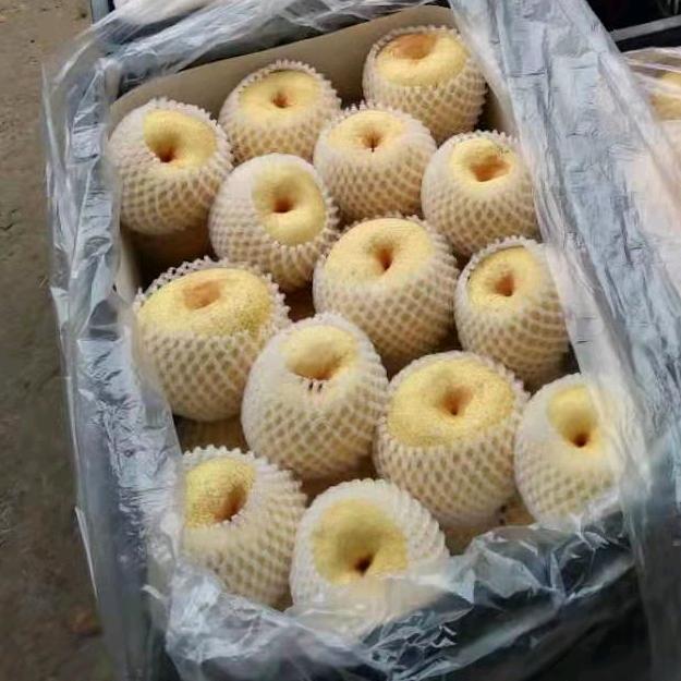 宁陵酥梨代办，—老吕