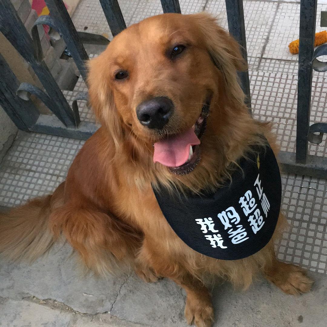 会买菜的小鸡毛