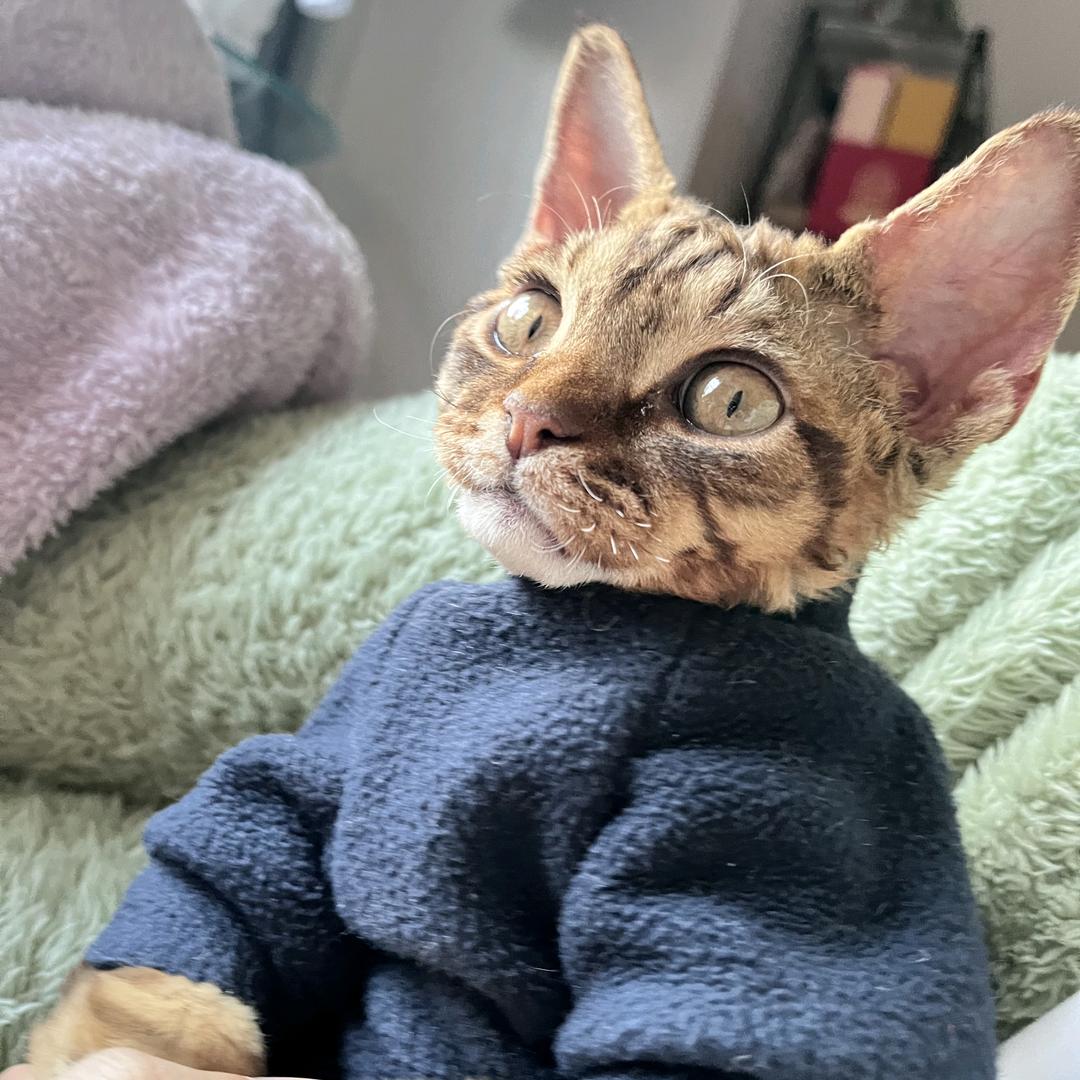 🌈一生要强的闪子