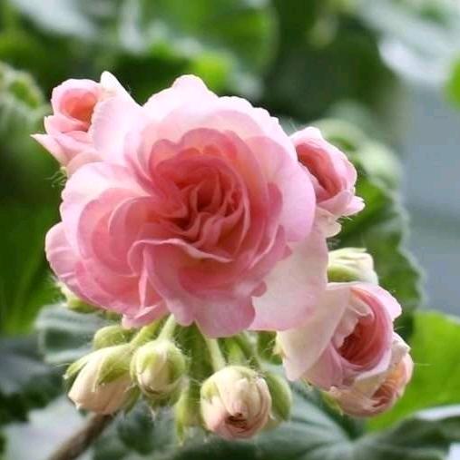 贾小胖的，胖妈！