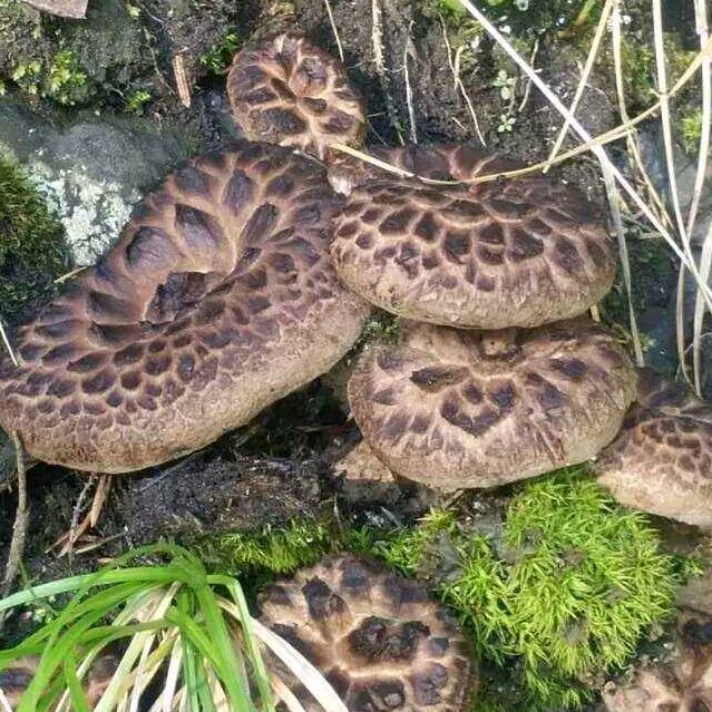 欣丰沅