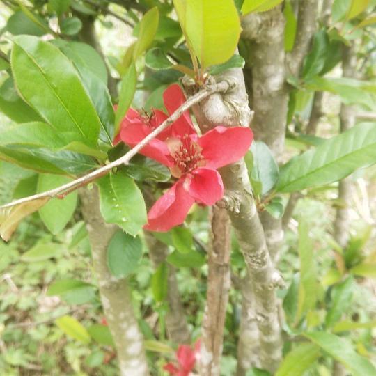 四处飘飘