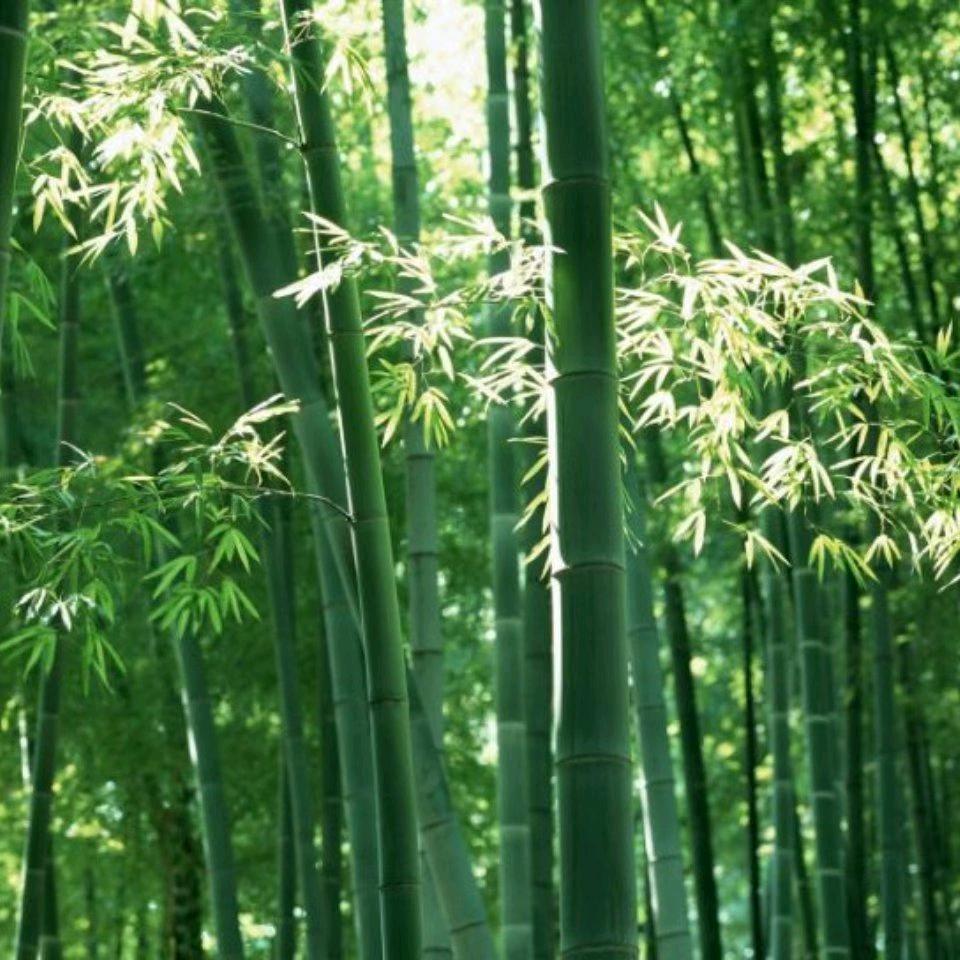 忘记了我
