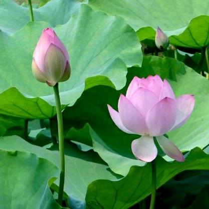 似水年华🌹联通
