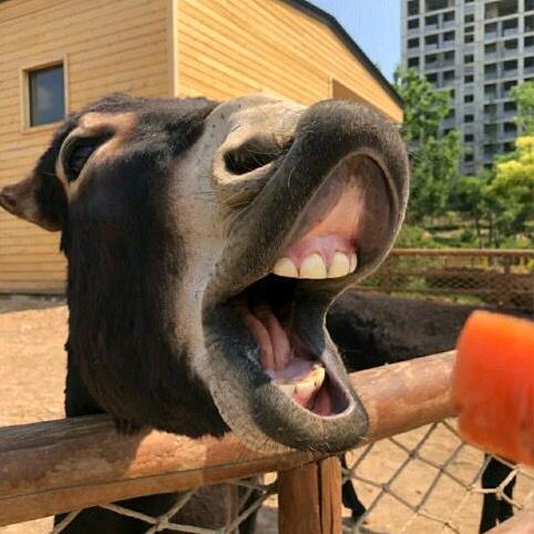 开哈佛的石头👈