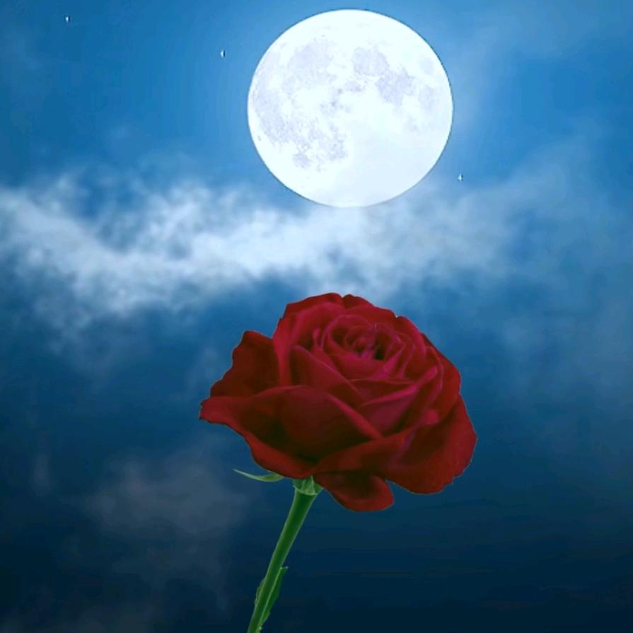 💞🕊静待᭄ꦿ꯭花开💞🕊