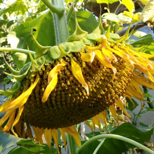 欣欣向荣 (-^〇^-)