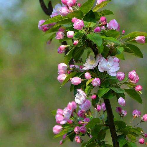 花开富贵🥦🥦