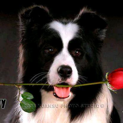 石家庄边牧星云犬舍