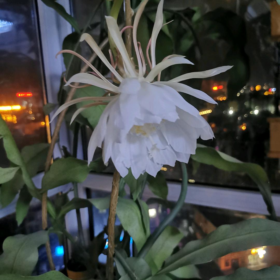 袁点