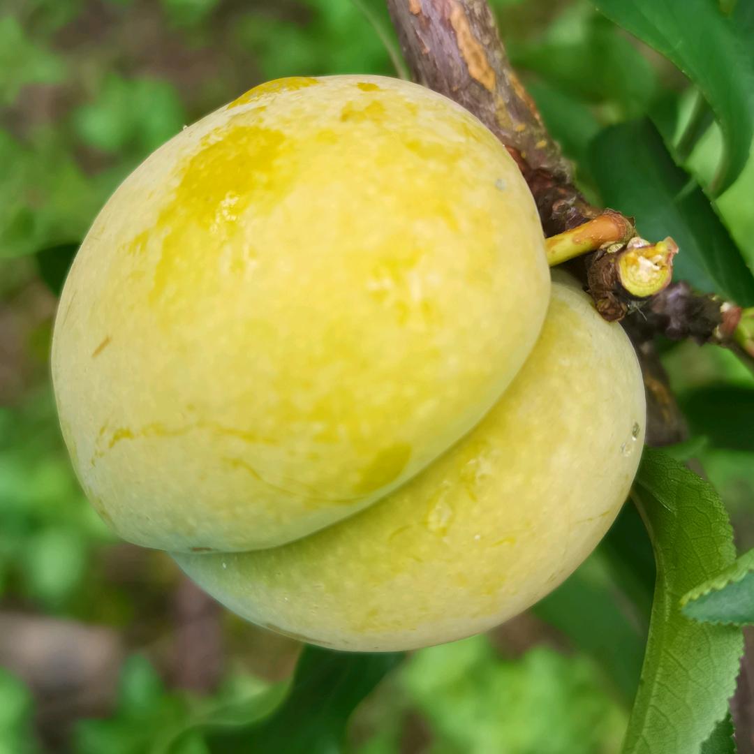 婉老火生鲜企业店