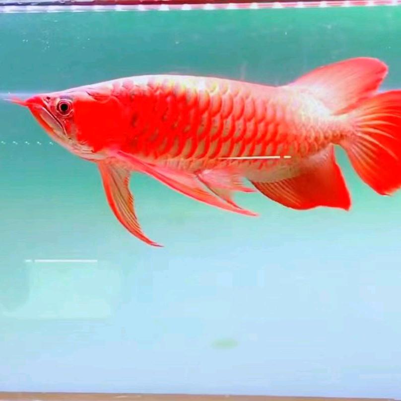 龙鱼乔治最开心