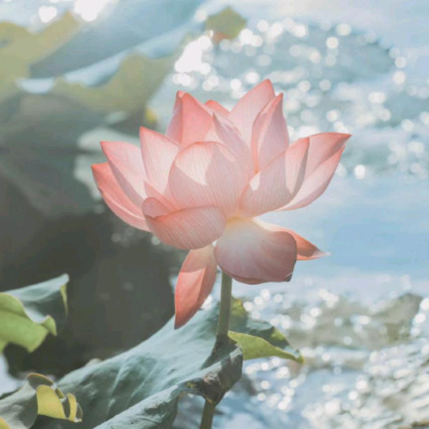 健康是福🌹