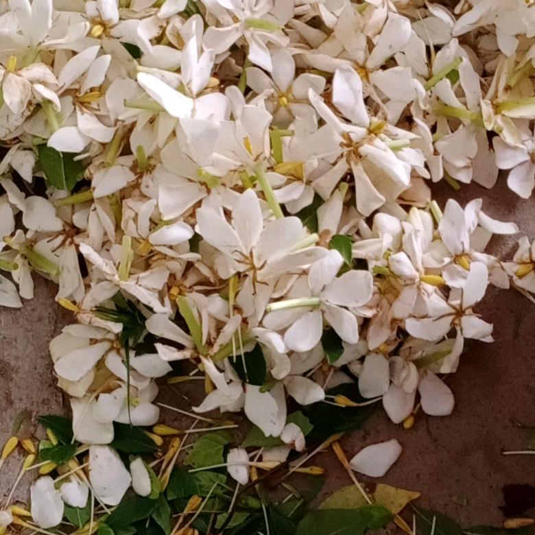 用户3657488506270开启辛福