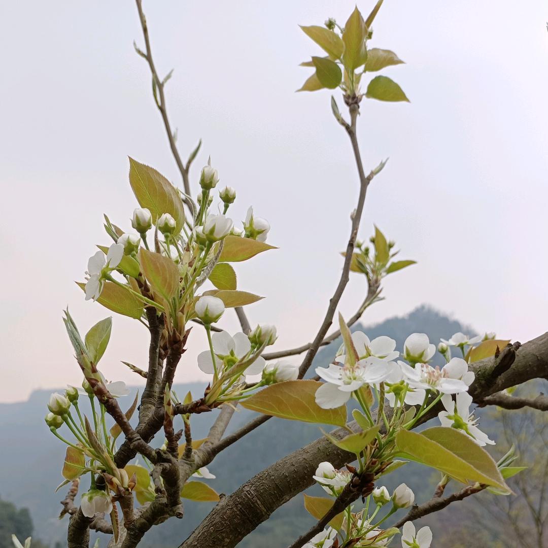 木艺装饰