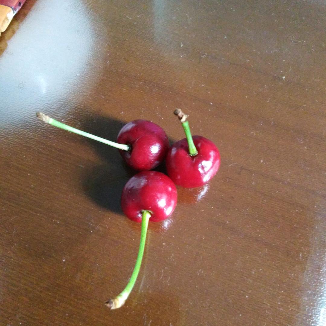 九月菊