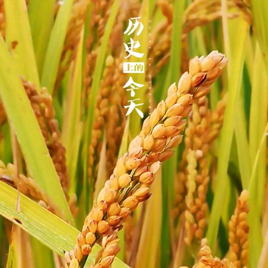 L D峰