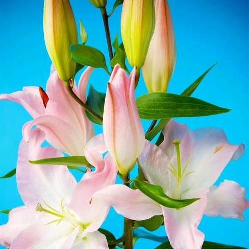 💞ℒᎭℯ⃝余生ᩚ安ᮨ໌້好࿐