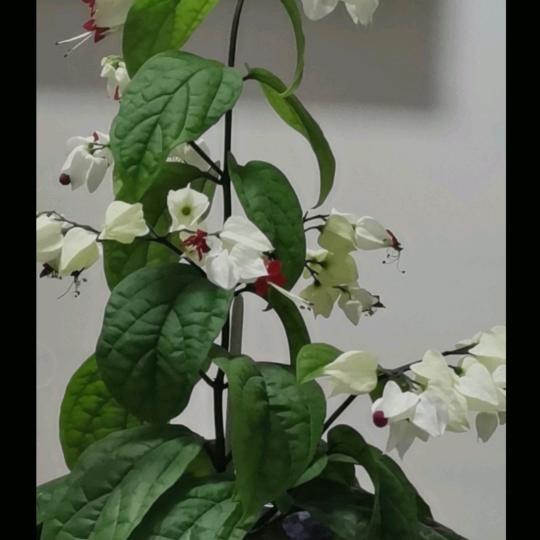 g永不后悔