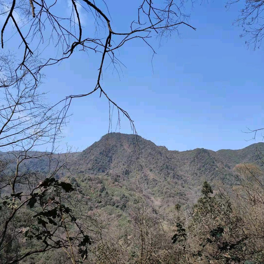 Tiholi