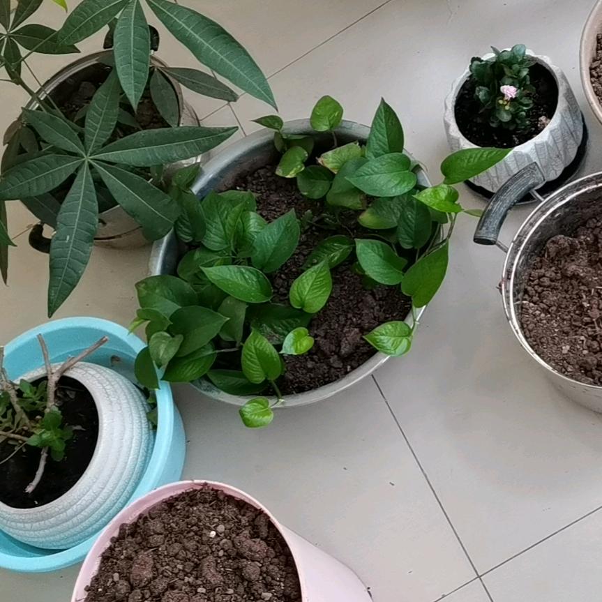 鳄鱼法则