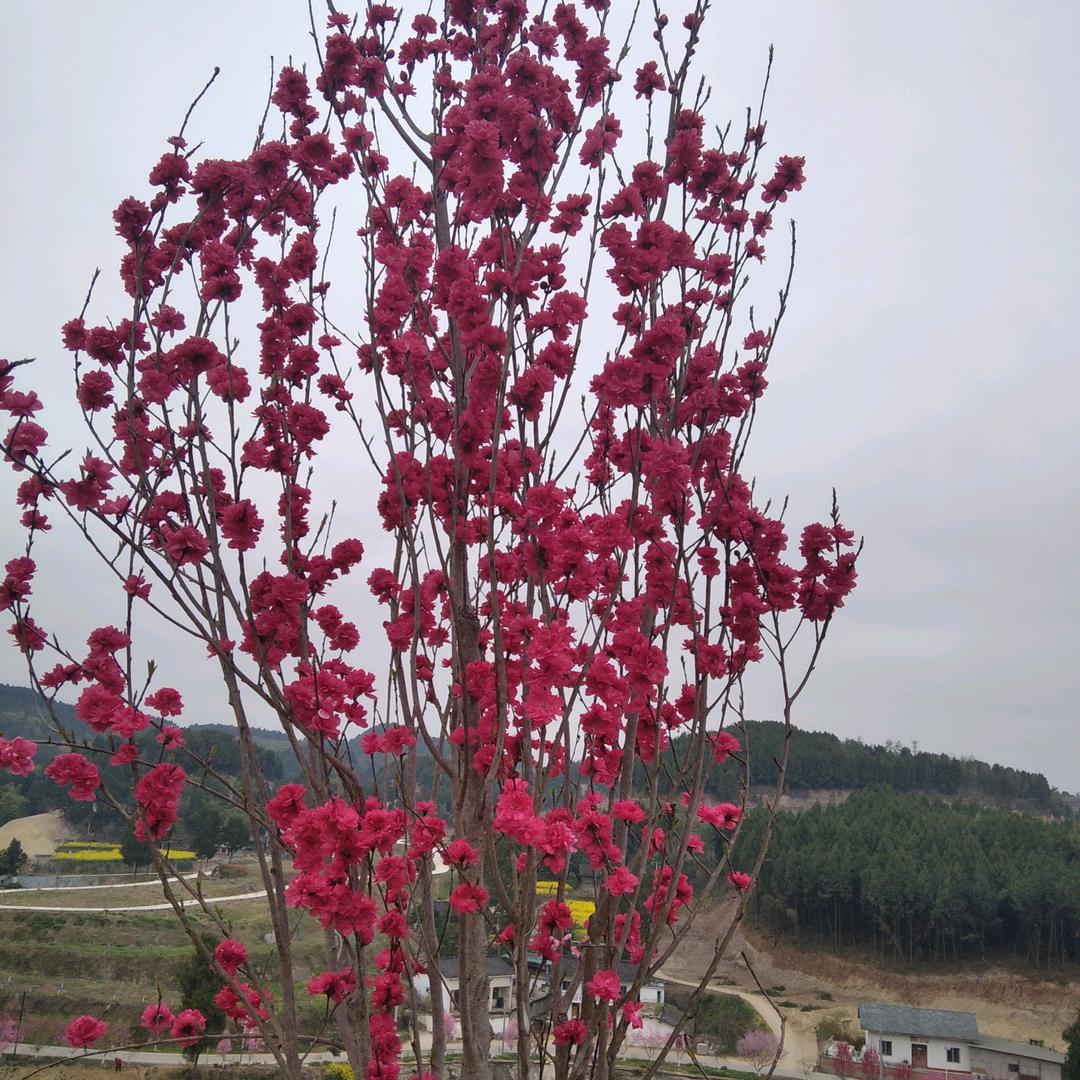 琼琼