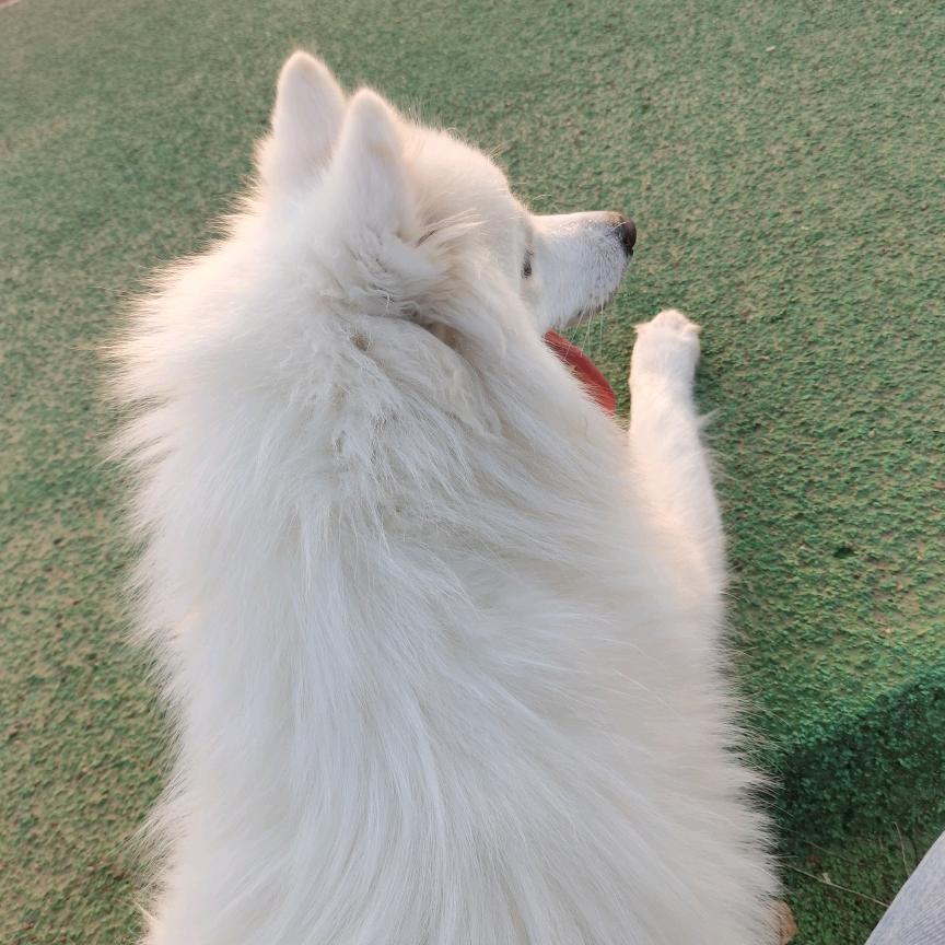 鹿的奥秘