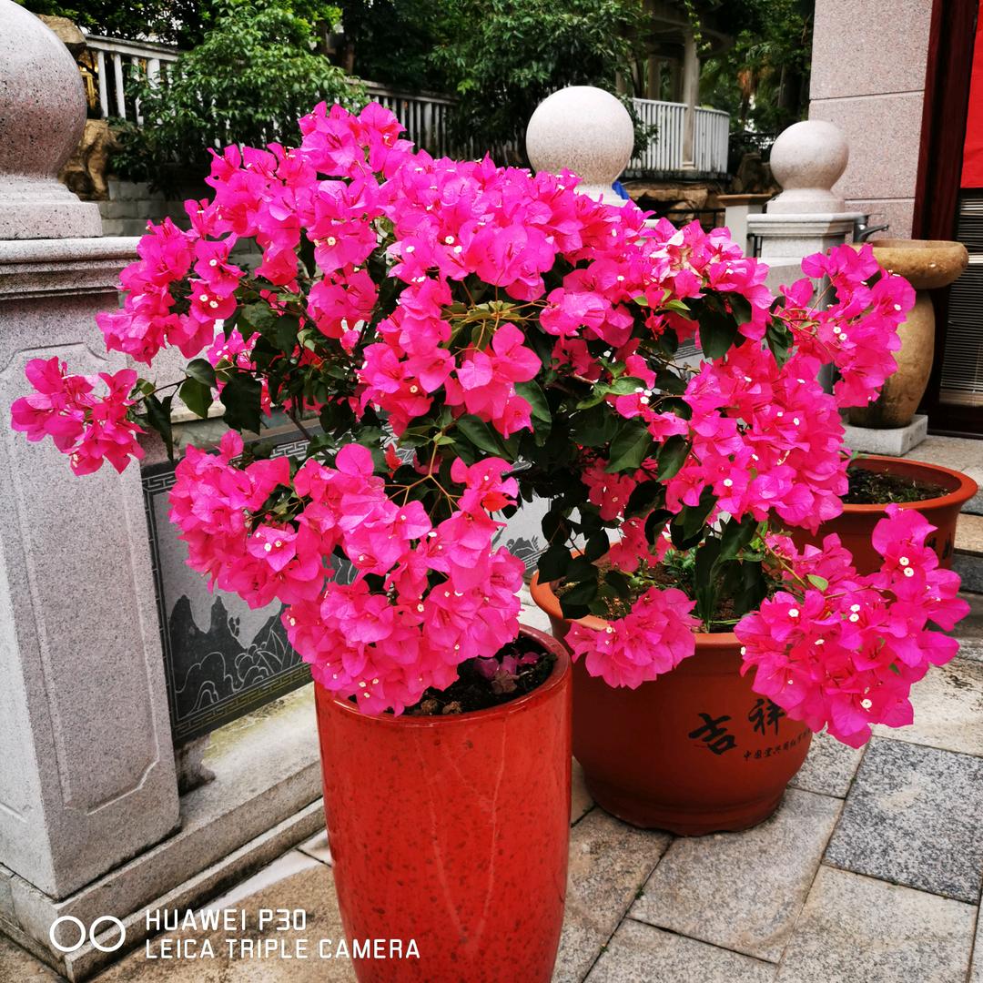 ☘️老阳🌹