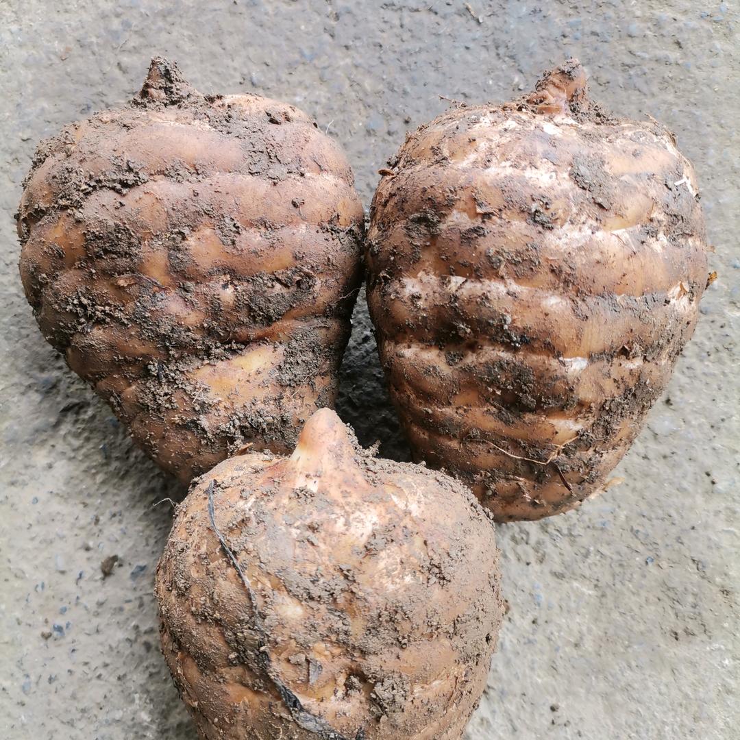 爱请随意