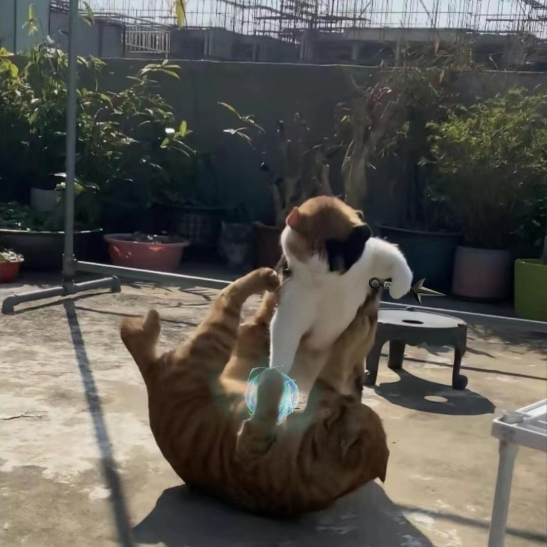 目瞪狗呆