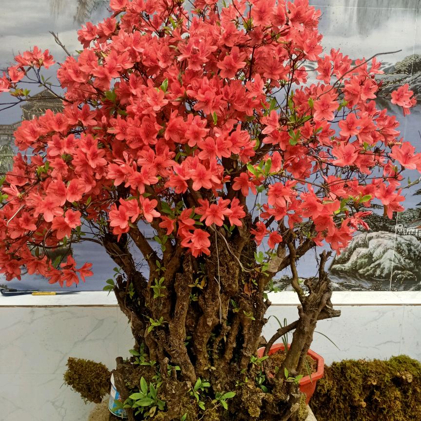 杰