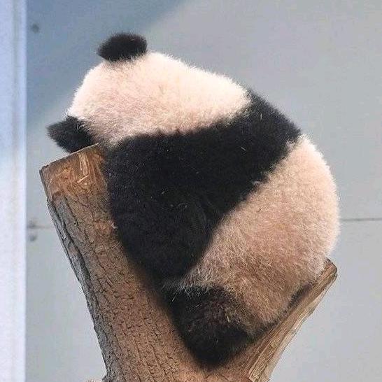 熊猫猫猫🐱