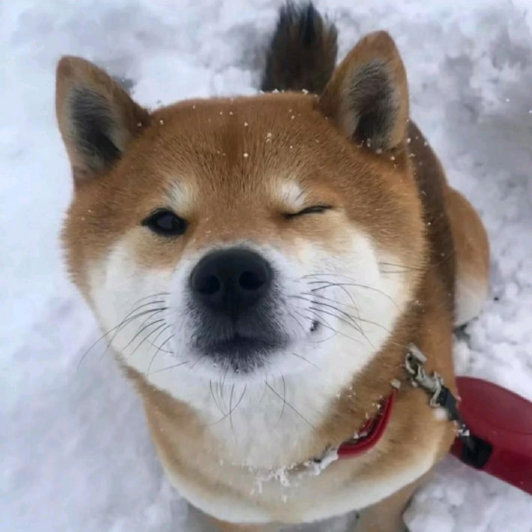 超级无敌宇宙霹雳暴龙战士