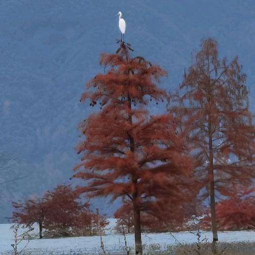 景叁