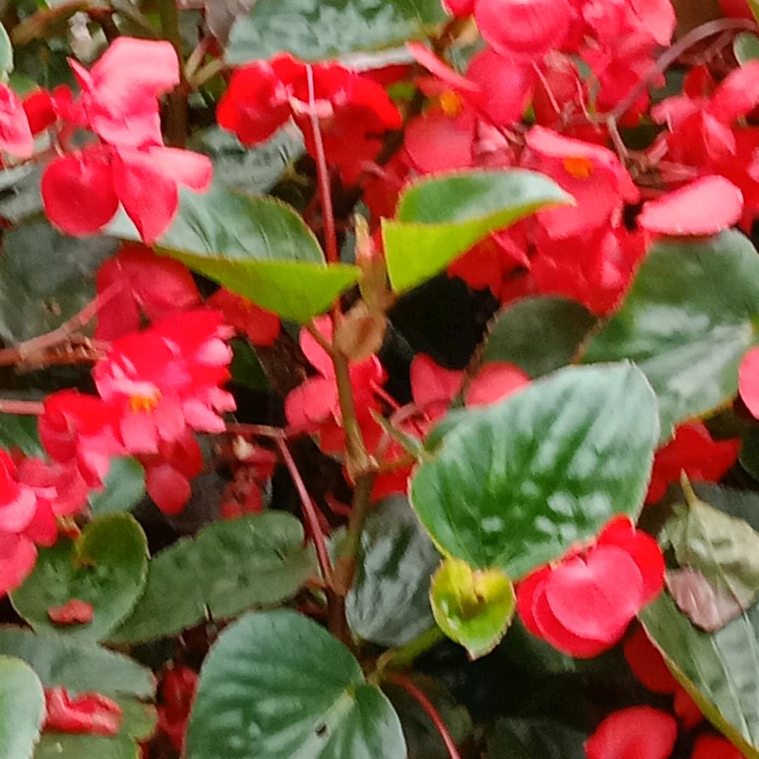 花开的时候花开富贵
