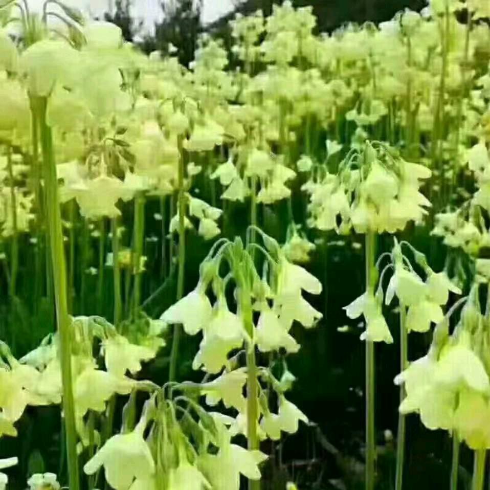 彩虹下的心愿